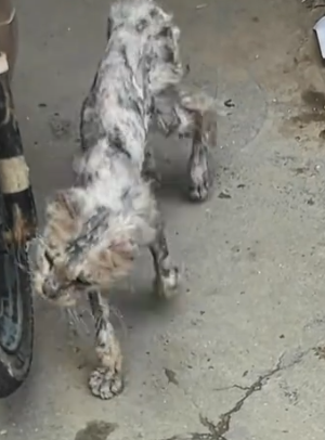 I saw a very thin stray cat.It was so pitiful that I decided to take it in_part2