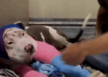 Rescue Pittie Prances Around When She Wears Her Butterfly Costume_part2