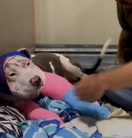 Rescue Pittie Prances Around When She Wears Her Butterfly Costume_part2