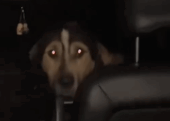 Stray Dog Chooses His Family By Jumping Into Their Car_part2