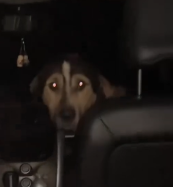 Stray Dog Chooses His Family By Jumping Into Their Car_part2