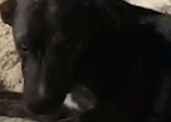 This Woman’s Vacation Turned Into A Rescue Mission_part2