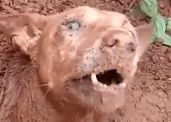 Waiting for a miracle under all that rubble 🐕😭_part2