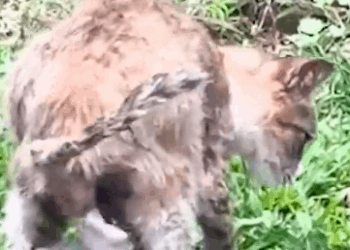 Part2 Animals Rescue #dogrescue #rescuedog #dogsofttiktok #foryoupage #foryou #dogs