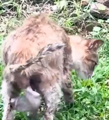 Part2 Animals Rescue #dogrescue #rescuedog #dogsofttiktok #foryoupage #foryou #dogs