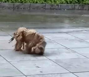 Animal on the brink of death finds miracle life again_part2