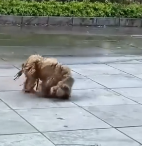 Animal on the brink of death finds miracle life again_part2