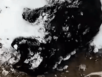 Part2 Animals Rescue #dogrescue #rescuedog #dogsofttiktok #foryoupage #foryou #dogs