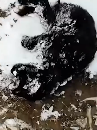 Part2 Animals Rescue #dogrescue #rescuedog #dogsofttiktok #foryoupage #foryou #dogs