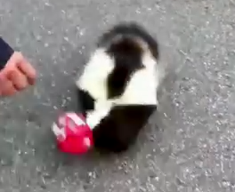 Rescued Sunk Finds A Loving Home 🏠❤_part2