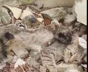 These Kitten Are Rescued By A Guy And Found a Healthy Life_part2