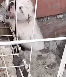 Mans Rescued Puppy Who Was Trapped Between the Steel Bars_part2