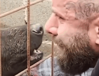 Part2 Animals Rescue #dogrescue #rescuedog #dogsofttiktok #foryoupage #foryou #dogs