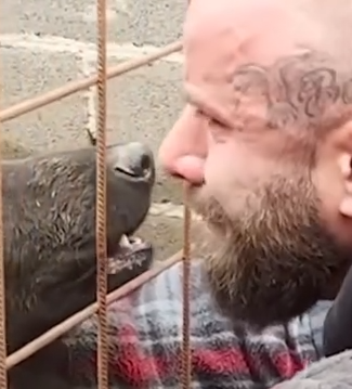 Part2 Animals Rescue #dogrescue #rescuedog #dogsofttiktok #foryoupage #foryou #dogs