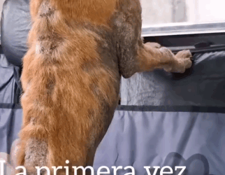 Part2 Animals Rescue #dogrescue #rescuedog #dogsofttiktok #foryoupage #foryou #dogs