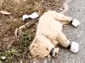 watch this double puppy rescue_part2