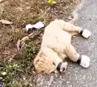 watch this double puppy rescue_part2