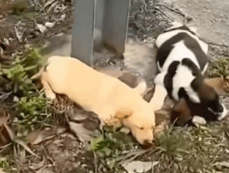 Two tiny puppies all alone on the road.._part2