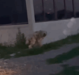 Part2.Animals Rescue #dogrescue #rescuedog #dogsofttiktok #foryoupage #foryou #dogs