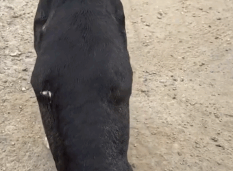 Part2 Animals Rescue #dogrescue #rescuedog #dogsofttiktok #foryoupage #foryou #dogs