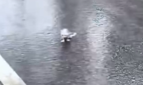 The dark truth of an animal’s last hours_part2