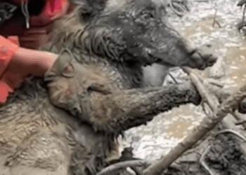 Rescued dog swept away by flood for 7 days — what happened next will warm your heart_part2