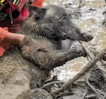 Rescued dog swept away by flood for 7 days — what happened next will warm your heart_part2