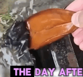 Rescued a Baby Fruit Bat Being Swept Away by the Rain_part2