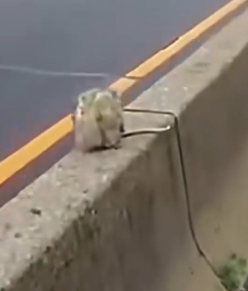 Animal’s heartbreaking struggle as life fades away_part2