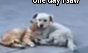 They Were Left With Nothing… Until I Found Them 💔🐶🐱_part2