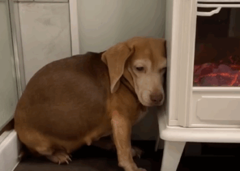 Terrified Beagle Who’d Never Been Inside Before Finally Opens Up_part2