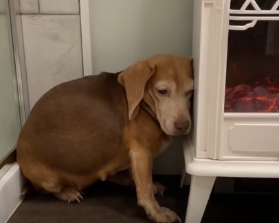 Terrified Beagle Who’d Never Been Inside Before Finally Opens Up_part2