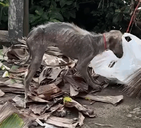 Watch This Dog Become A Fluffy Cuddlebug_part2