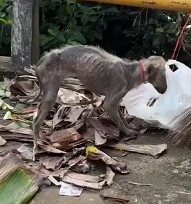 Watch This Dog Become A Fluffy Cuddlebug_part2