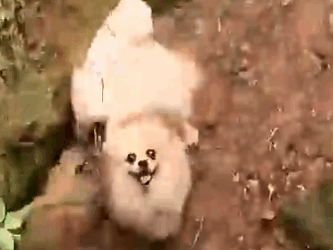 The dramatic rescue of three puppies who fell into an abandoned well._part2