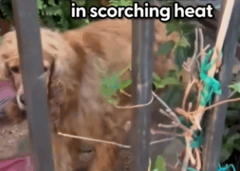 The moment he ran straight for her house and knew he was safe ❤️‍🩹 Desiree told us how she’d seen this dog outside for days before she finally knocked_part2