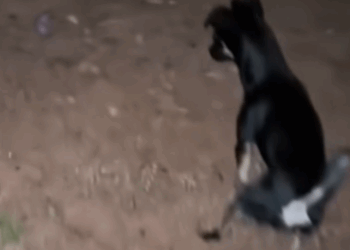 Helpless Soul Found Dying On The Streets_part2