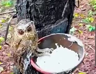 Part2 Animals Rescue #dogrescue #rescuedog #dogsofttiktok #foryoupage #foryou #dogs