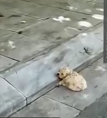 Rescuing a Little Pup🐶🥹_part2