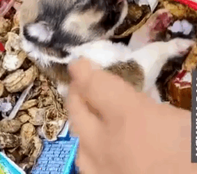 Unwell Puppy Foun and Rescued From Near to Death_part2