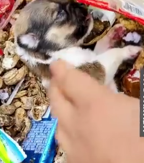 Unwell Puppy Foun and Rescued From Near to Death_part2