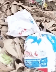 Part2 Animals Rescue #dogrescue #rescuedog #dogsofttiktok #foryoupage #foryou #dogs