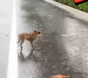 Part2 Animals Rescue #dogrescue #rescuedog #dogsofttiktok #foryoupage #foryou #dogs