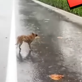 Part2 Animals Rescue #dogrescue #rescuedog #dogsofttiktok #foryoupage #foryou #dogs