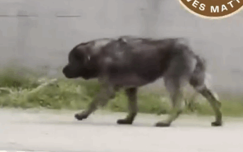 Part2 Animals Rescue #dogrescue #rescuedog #dogsofttiktok #foryoupage #foryou #dogs