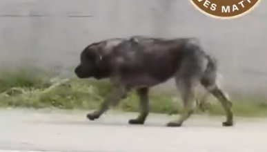 Part2 Animals Rescue #dogrescue #rescuedog #dogsofttiktok #foryoupage #foryou #dogs