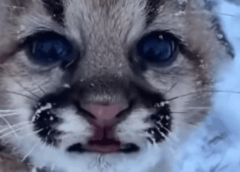This family rescued baby puma from the cold snow and gave it warm_part2