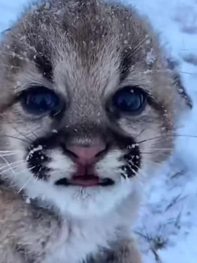 This family rescued baby puma from the cold snow and gave it warm_part2