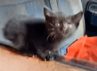 We adopted a lost kitten with love_part2