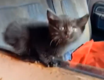 We adopted a lost kitten with love_part2